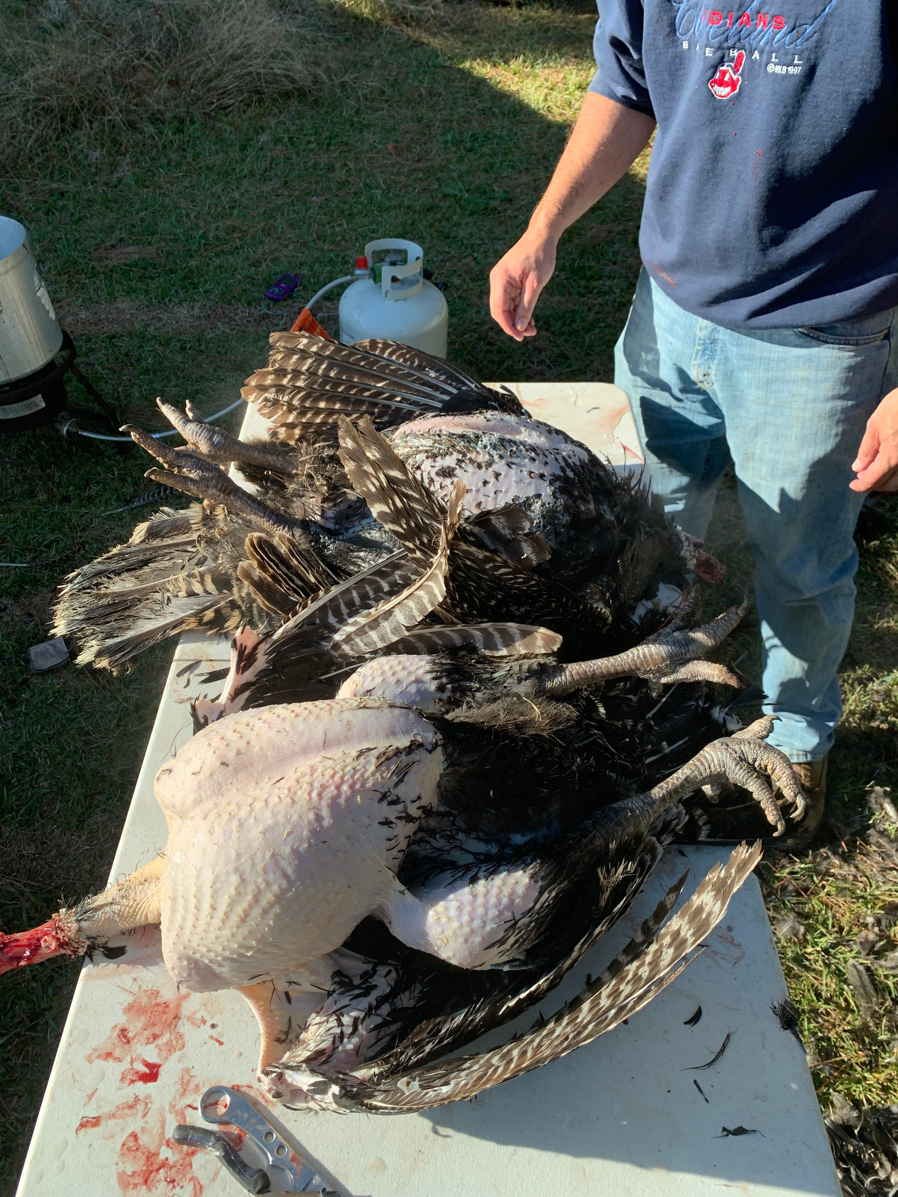 turkeys